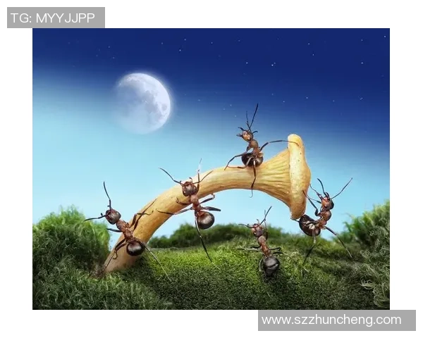 小猴足球队赛后反思与成长的启示如何提升团队合作与个人技能